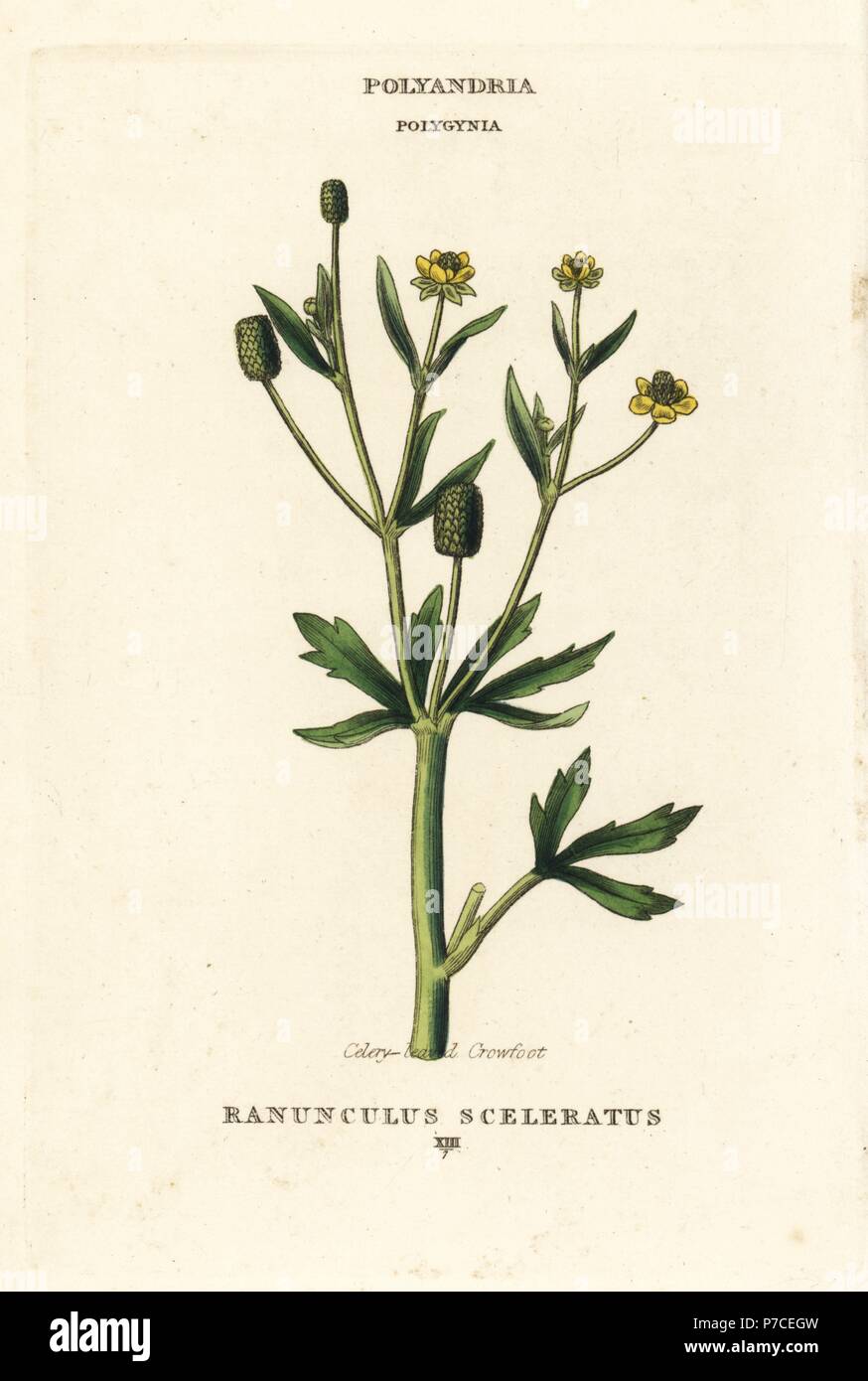 Celery-leaved crowfoot, Ranunculus sceleratus. Handcoloured copperplate engraving after an illustration by Richard Duppa from his The Classes and Orders of the Linnaean System of Botany, Longman, Hurst, London, 1816. Stock Photo