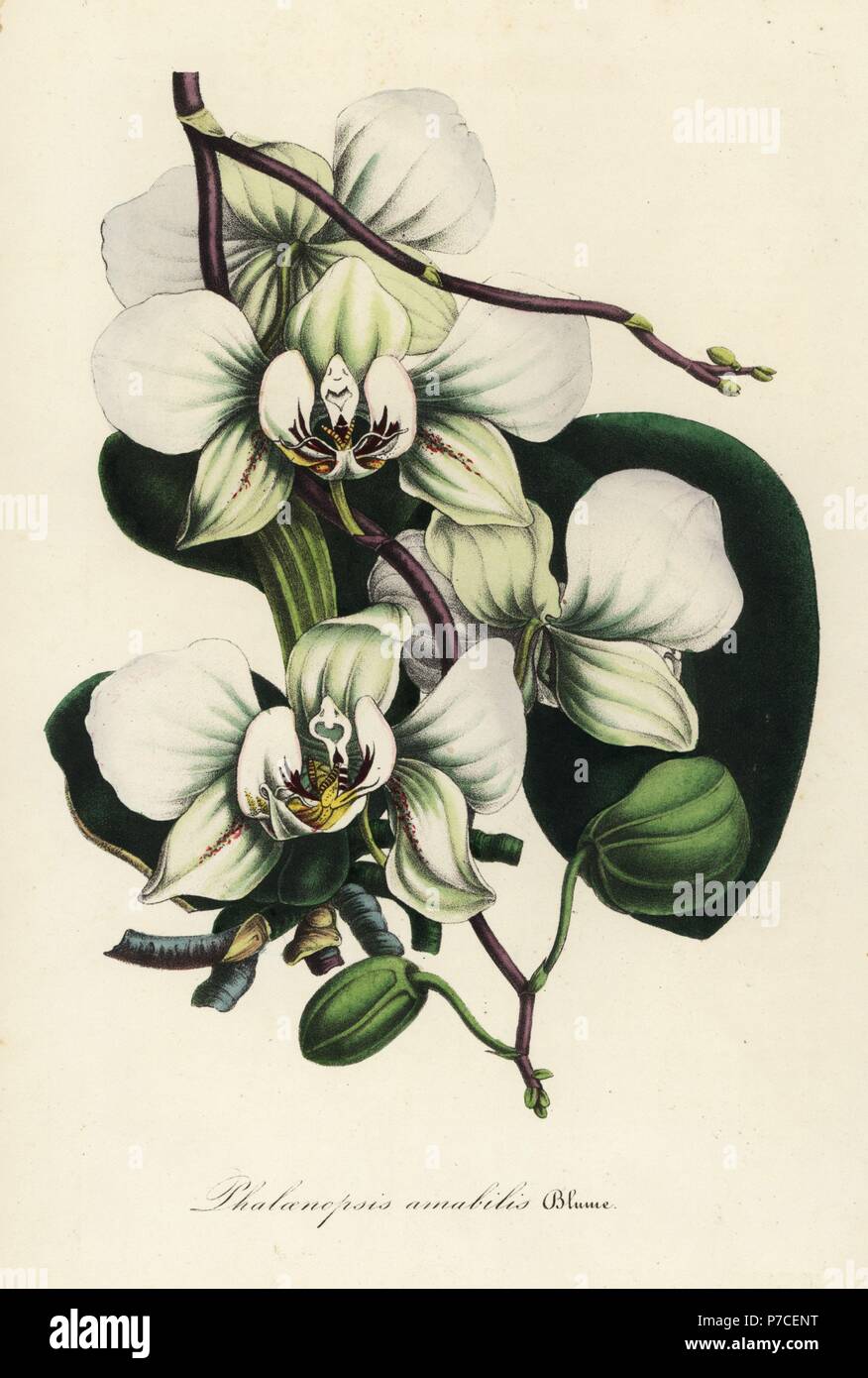 Moth orchid, Phalaenopsis amabilis. Handcoloured lithograph from Louis van Houtte and Charles Lemaire's Flowers of the Gardens and Hothouses of Europe, Flore des Serres et des Jardins de l'Europe, Ghent, Belgium, 1845. Stock Photo