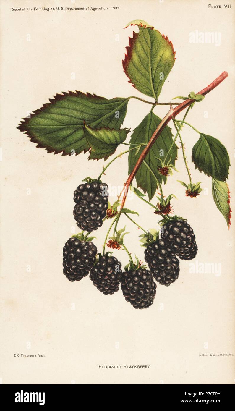 Eldorado blackberry, Rubus fruticosus. Chromolithograph by Hoen after a