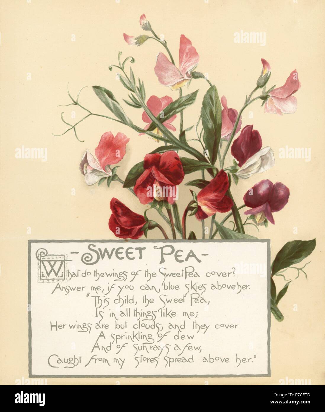 Sweet pea, Lathyrus odoratus, and calligraphic poem. Chromolithograph by Louis Prang from Alice Ward Bailey's Flower Fancies, Boston, 1889. Illustrated by Lucy Baily, Eleanor Ecob Morse, Olive Whitney, Ellen Fisher, Fidelia Bridges, C. Ryan and F. Schuyler Mathews. Stock Photo