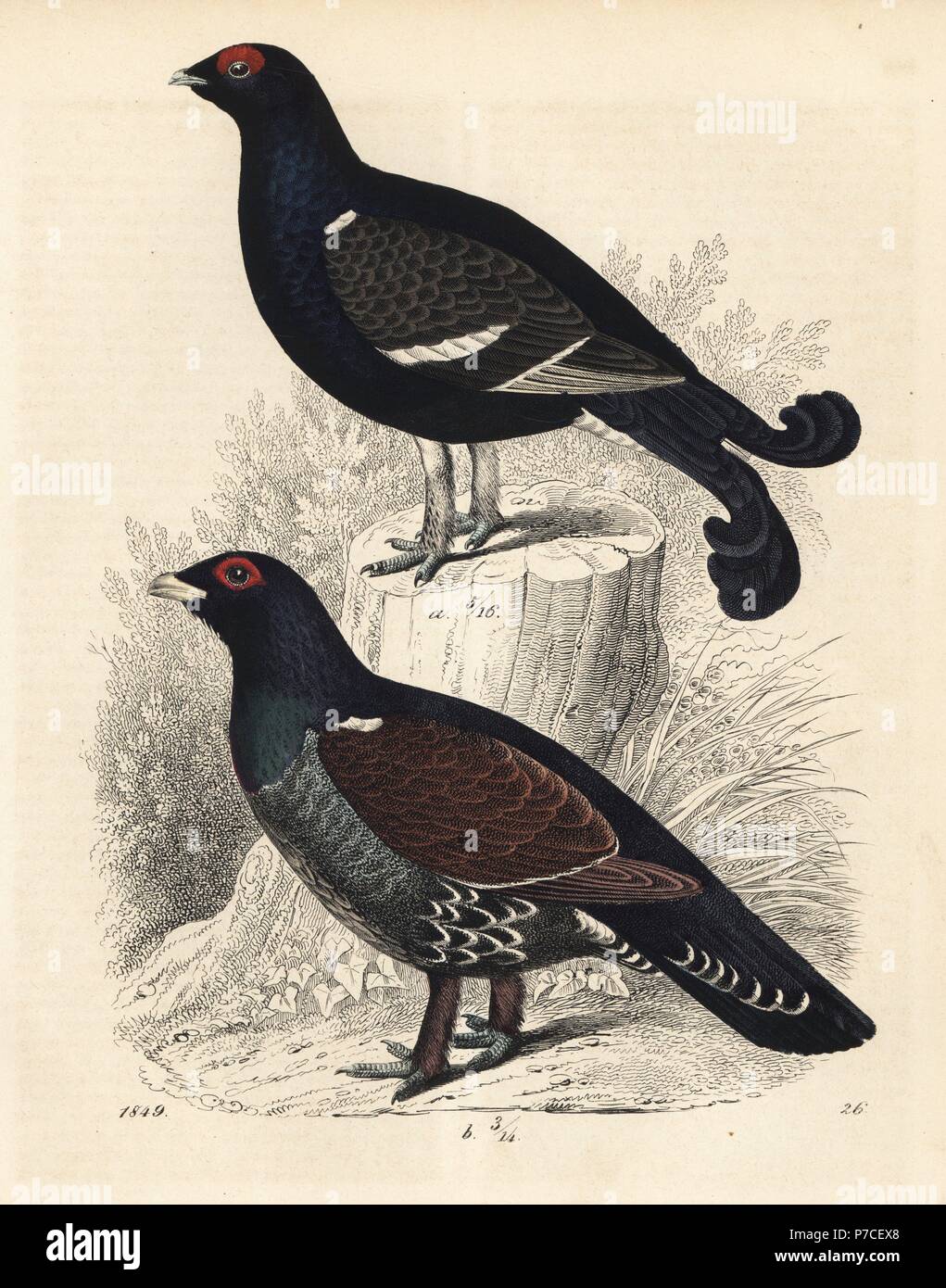 Black grouse or blackgame, Tetrao tetrix, and western capercaillie