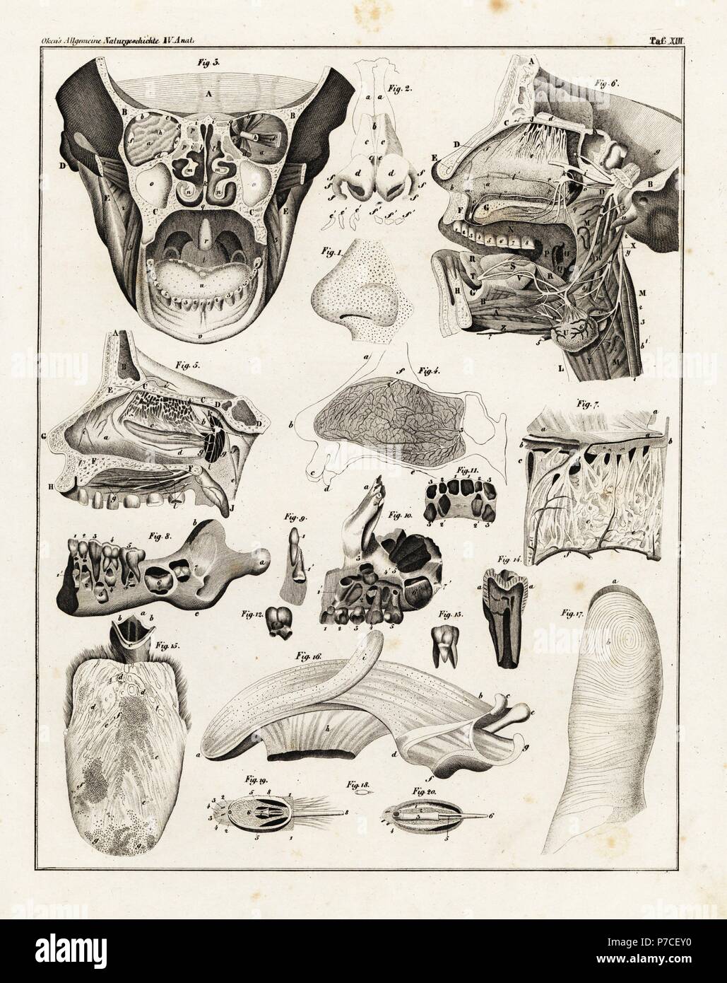 Anatomy of the human nose, mouth, tongue, jaw and teeth, showing the senses of taste, smell and touch. Lithograph from Lorenz Oken's Universal Natural History, Allgemeine Naturgeschichte fur alle Stande, Stuttgart, 1839. Stock Photo