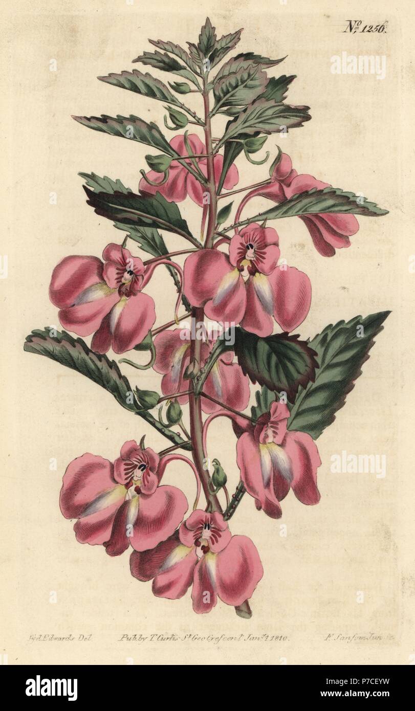 Garden balsam, Impatiens balsamina (Glandular-leaved balsam, Impatiens coccinea). Handcoloured copperplate engraving by F. Sansom Jr. after an illustration by Sydenham Edwards from William Curtis' Botanical Magazine, T. Curtis, London, 1810. Stock Photo