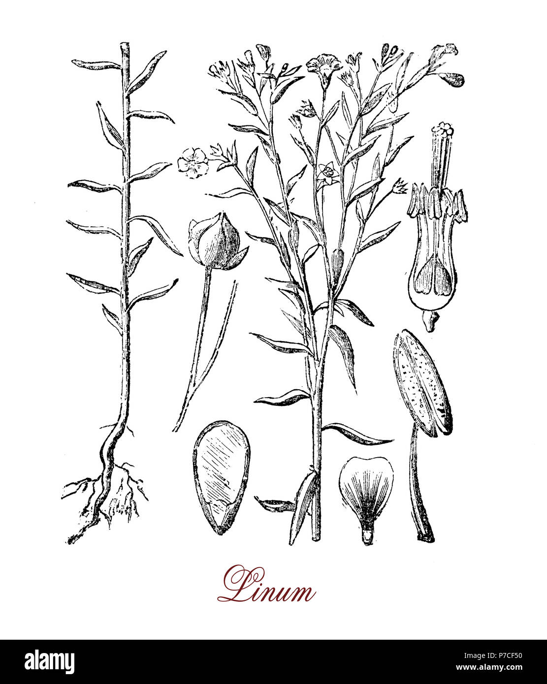 Vintage botanical engraving of common flax or linseed,cultivated food and fiber crop with pale blue flowers The most known products are edible linseed oil and linen, textile used for bedsheets and clothes. Stock Photo