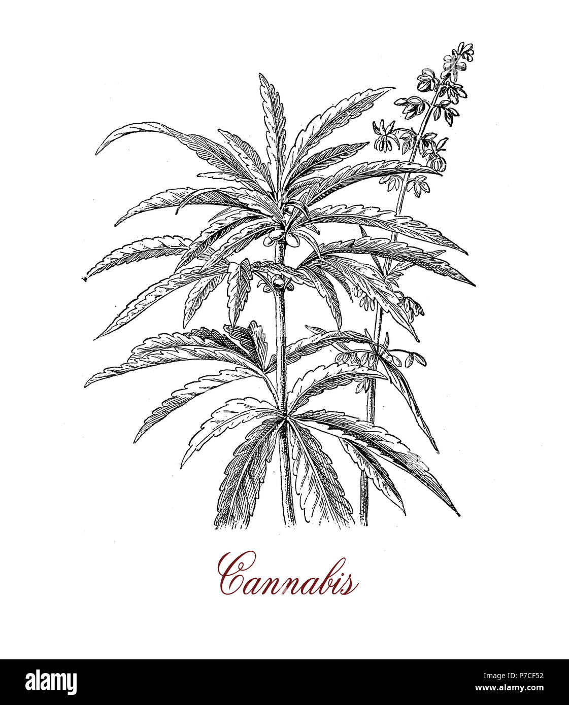 Vintage botanical print of Cannabis sativa herbaceous plant: each part of the plant is harvested differently, the seeds for hempseed oil, flowers for cannabinoids consumed for recreational and medicinal purpose Stock Photo