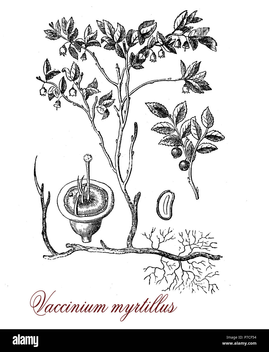 Vintage botanical engraving of European blueberry,shrub with edible fruits of blue color used also in traditional medicine for circulatory problems, diabetes and as vision aids. Blueberry is used as food in pies,cakes,muffins,cookies,syrups and juices. Stock Photo