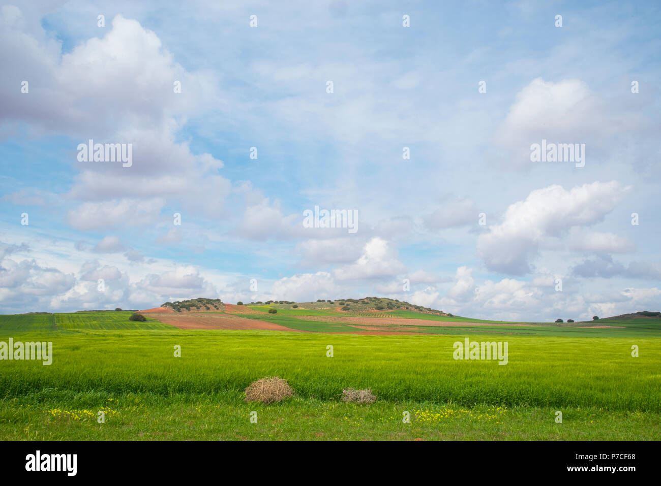 Cultivation field. La Solana, Ciudad Real province, Castilla La Mancha,  Spain Stock Photo - Alamy