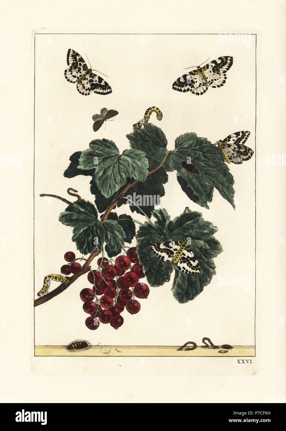 Magpie moth, Abraxas grossulariata, on a redcurrant branch, Ribes rubrum. Handcoloured copperplate engraving drawn and etched by Jacob l'Admiral in Naauwkeurige Waarneemingen omtrent de veranderingen van veele Insekten (Accurate Descriptions of the Metamorphoses of Insects), J. Sluyter, Amsterdam, 1774. For this second edition, M. Houttuyn added another eight plates to the original 25. Stock Photo
