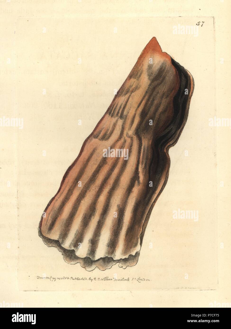 Baggy pen shell or bag pinna, Pinna saccata. Handcoloured copperplate engraving drawn and engraved by Richard Polydore Nodder from William Elford Leach's Zoological Miscellany, McMillan, London, 1815. Stock Photo