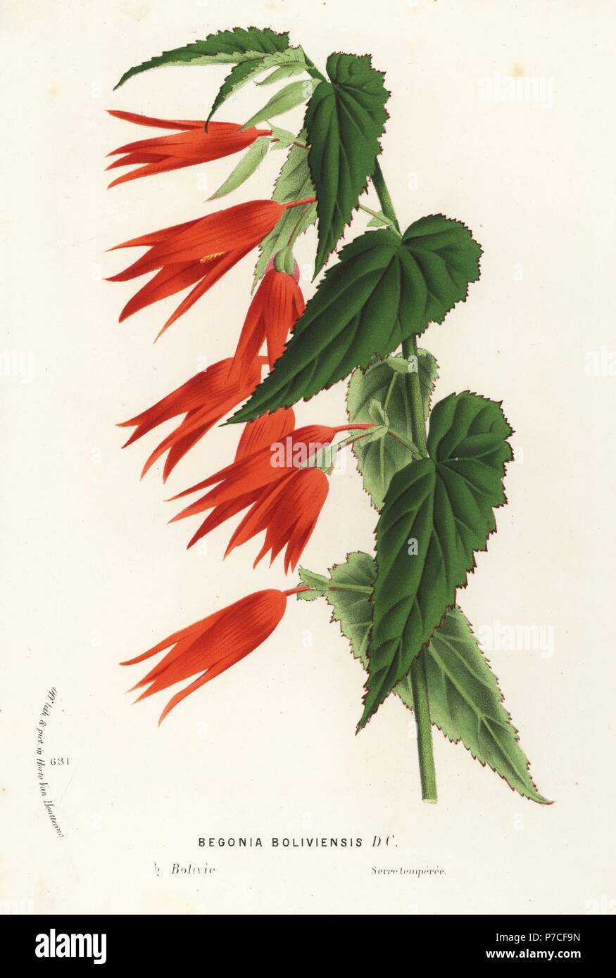 Begonia boliviensis. Handcoloured lithograph from Louis van Houtte and Charles Lemaire's Flowers of the Gardens and Hothouses of Europe, Flore des Serres et des Jardins de l'Europe, Ghent, Belgium, 1867-1868. Stock Photo
