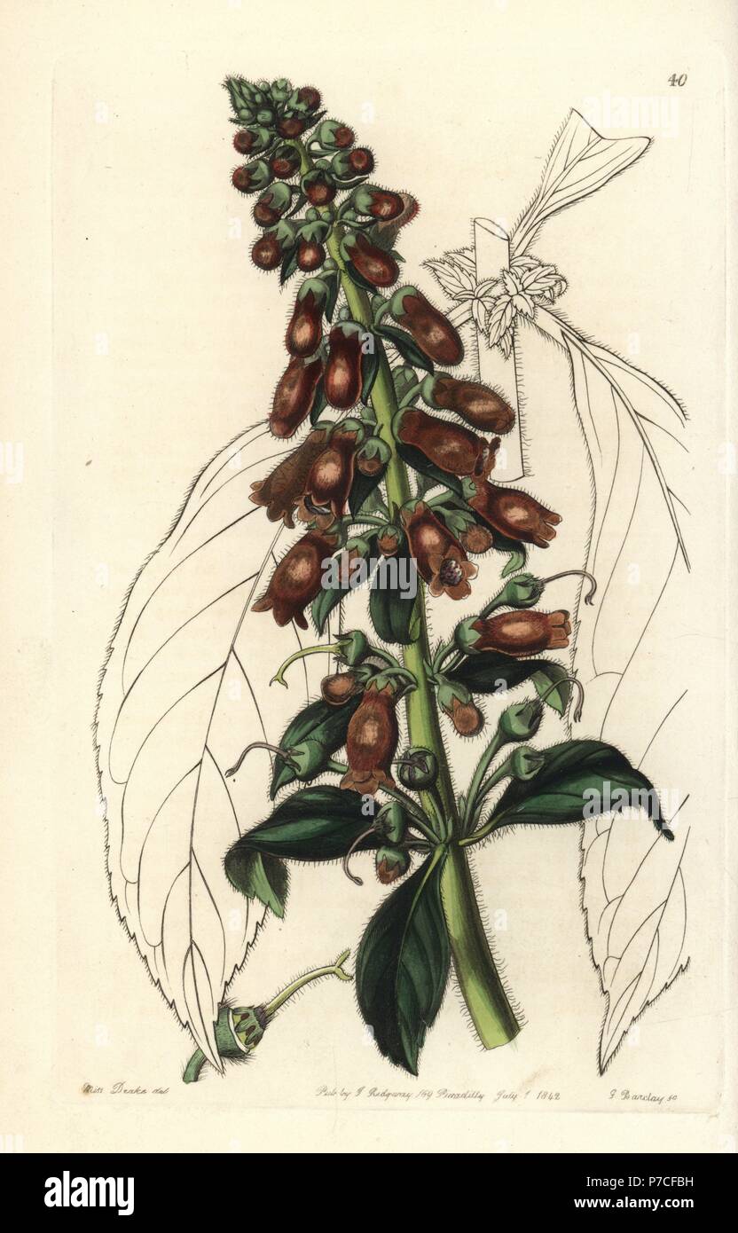 Kohleria spicata (Long-leaved gesnera, Gesnera longifolia). Handcoloured copperplate engraving by George Barclay after an illustration by Miss Sarah Drake from Edwards' Botanical Register, edited by John Lindley, London, Ridgeway, 1842. Stock Photo