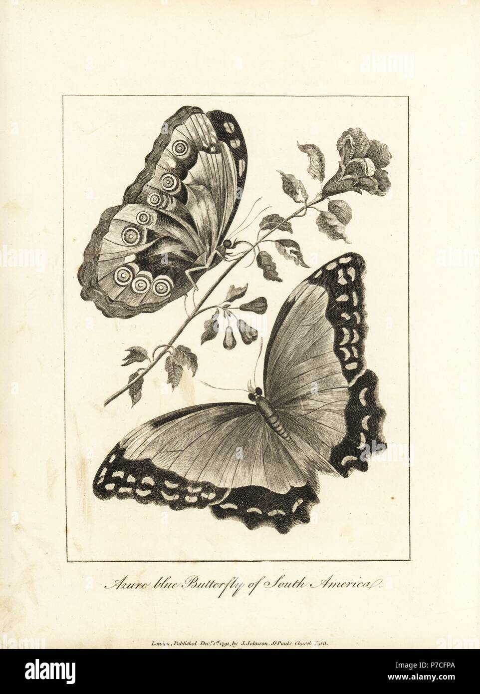 Menelaus blue morpho, Morpho menelaus, ventral and dorsal, on a pomegranate  blossom. Azure blue butterfly, copied from Maria Sibylla Merian.  Copperplate engraving after an original illustration by Captain John  Gabriel Stedman from