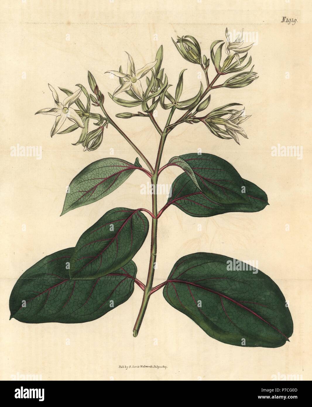 Kamettia caryophyllata (Clove-scented echites, Echites caryophyllata). Handcoloured botanical engraving from John Sims' Curtis's Botanical Magazine, Couchman, London, 1817. Stock Photo