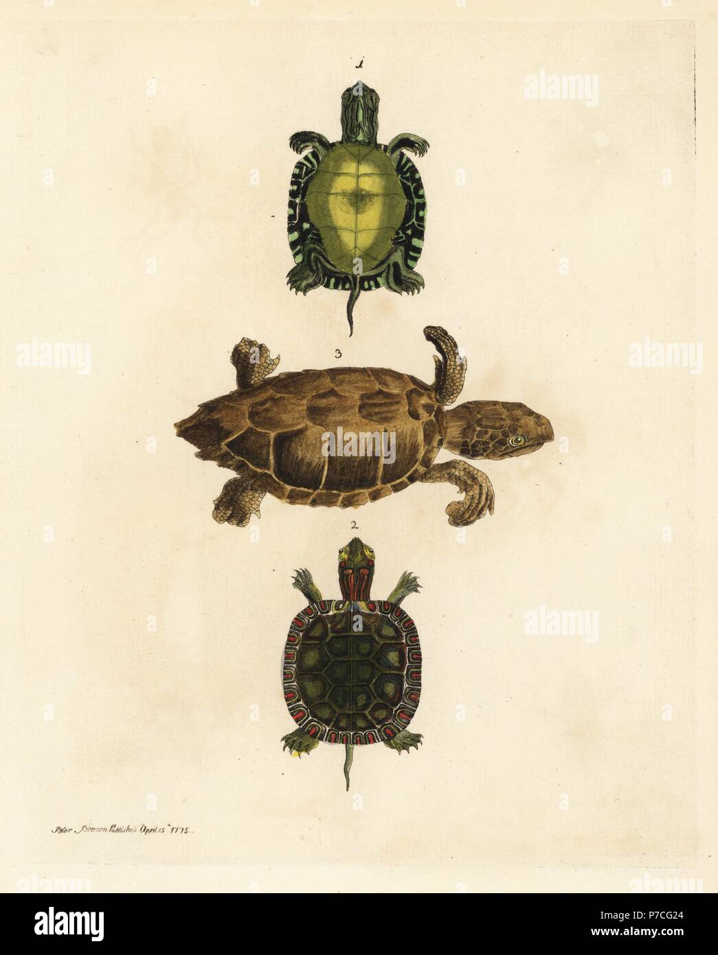 Painted turtle, Chrysemys picta (below/above) and loggerhead sea turtle, Caretta caretta, endangered. (Cinereous tortoise, Emys cinerea, and Mediterranean tortoise, Testudo caretta). Handcoloured copperplate engraving by Peter Brown from his New Illustrations of Zoology, B. White, London, 1776. Stock Photo