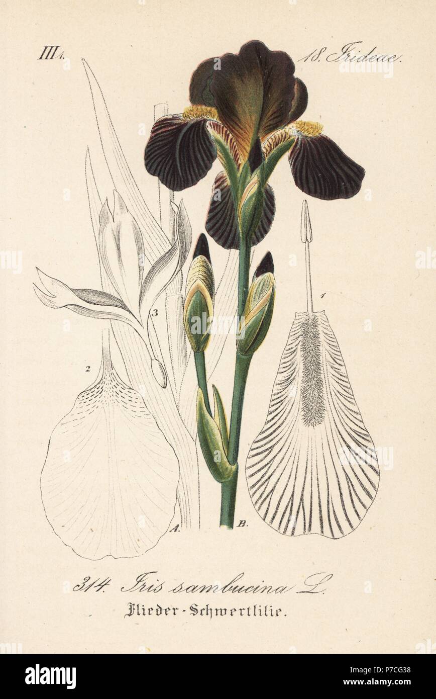 Iris sambucina. Handcoloured lithograph from Diederich von Schlechtendal's German Flora (Flora von Deutschland), Jena, 1871. Stock Photo