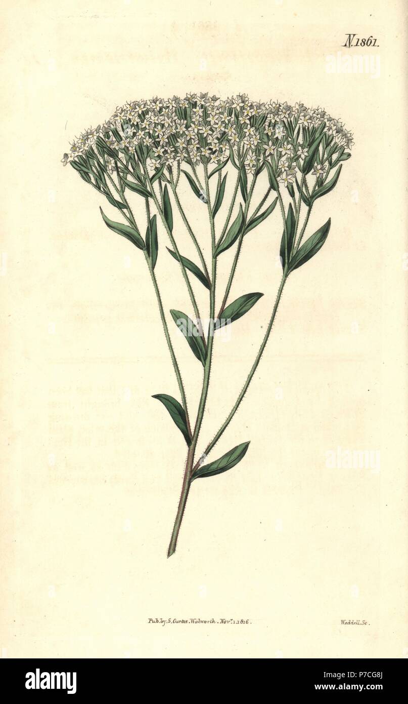 Hyssop-leaved stevia, Stevia eupatoria (Stevia hyssopifolia). Handcoloured botanical engraving by Weddell from John Sims' Curtis's Botanical Magazine, Couchman, London, 1816. Stock Photo