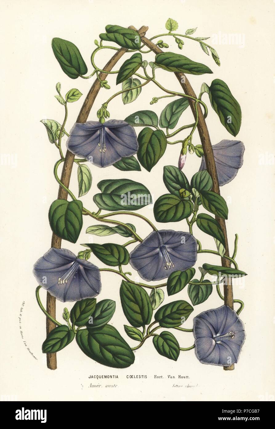 Beach clustervine, Jacquemontia coelestis. Handcoloured lithograph from Louis van Houtte and Charles Lemaire's Flowers of the Gardens and Hothouses of Europe, Flore des Serres et des Jardins de l'Europe, Ghent, Belgium, 1856. Stock Photo