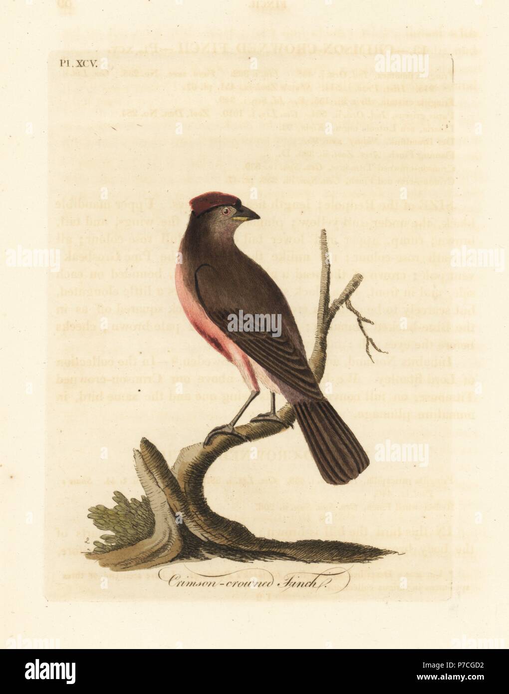 Common redpoll, Carduelis flammea (Crimson-crowned finch, Fringilla flammea). Handcoloured copperplate drawn and engraved by John Latham from his own A General History of Birds, Winchester, 1823. Stock Photo