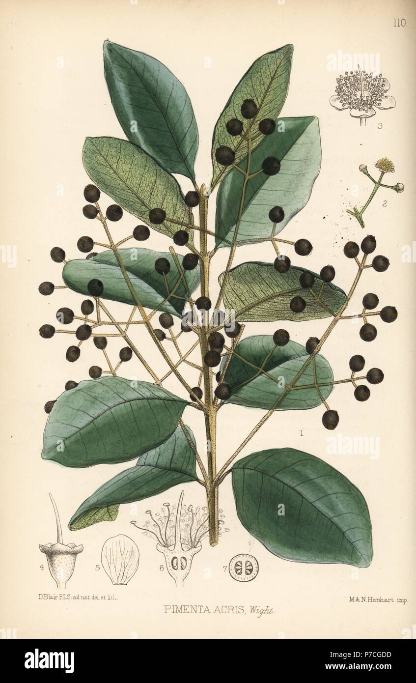 West Indian Bay Tree Pimenta Racemosa Wild Clove Or Bayberry Pimenta Acris Handcoloured Lithograph By Hanhart After A Botanical Illustration By David Blair From Robert Bentley And Henry Trimen S Medicinal Plants London