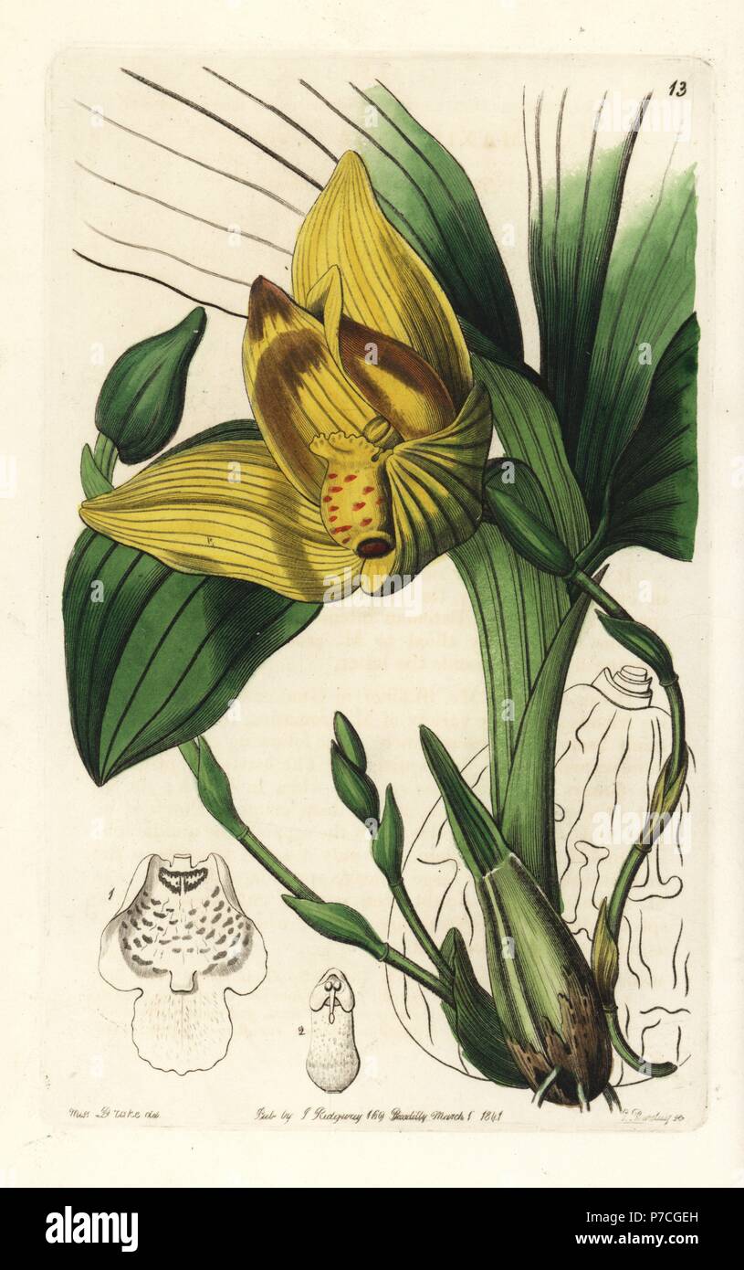 Lycaste cruenta orchid (Blood-stained maxillaria, Maxillaria cruenta). Handcoloured copperplate engraving by George Barclay after an illustration by Miss Sarah Drake from Edwards' Botanical Register, edited by John Lindley, London, Ridgeway, 1842. Stock Photo