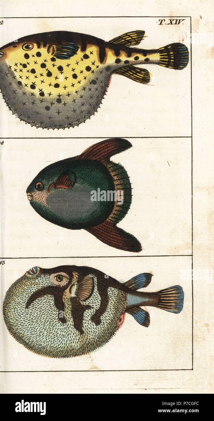 Starry globefish, Tetrodon lagocephalus 42, white-spotted puffer, Arothron hispidus 43, and sun fish, Mola mola 44. Handcolored copperplate engraving from Gottlieb Tobias Wilhelm's Encyclopedia of Natural History: Fish, Augsburg, 1804. Wilhelm (1758-1811) was a Bavarian clergyman and naturalist known as the German Buffon. Stock Photo