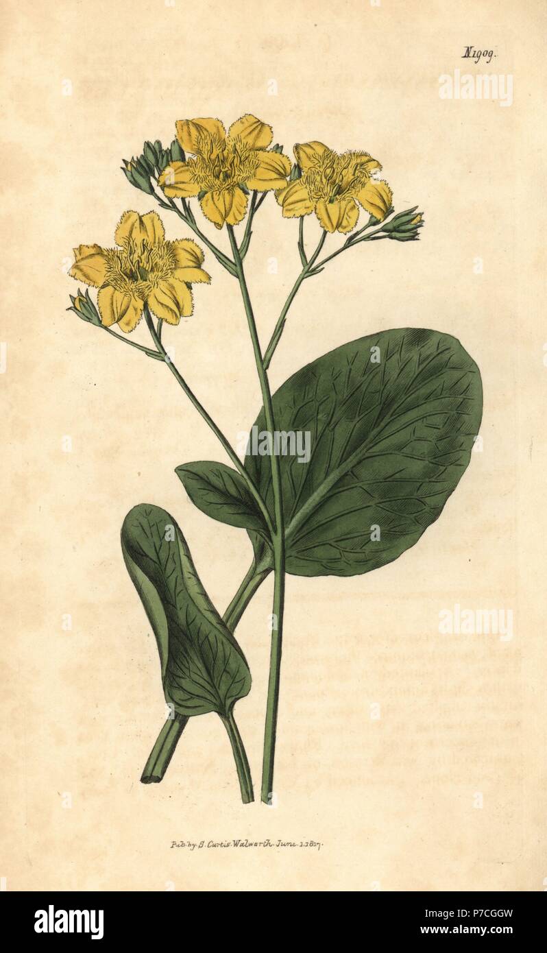 Villarsia ovata (Oval-leaved cape buckbean, Menyanthes ovata). Handcoloured botanical engraving from John Sims' Curtis's Botanical Magazine, Couchman, London, 1816. Stock Photo