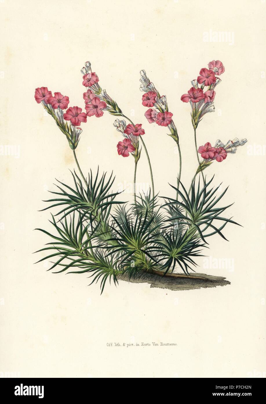 Prickly thrift, Acantholimon glumaceum. Handcoloured lithograph from Louis van Houtte and Charles Lemaire's Flowers of the Gardens and Hothouses of Europe, Flore des Serres et des Jardins de l'Europe, Ghent, Belgium, 1851. Stock Photo