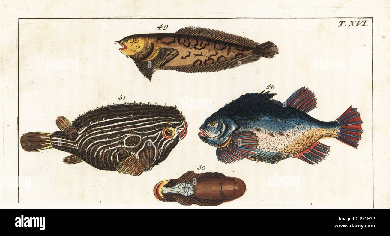 Lumpfish, Cyclopterus lumpus 48, sea snail, Liparis liparis 49, and Atlantic spiny lumpsucker, Eumicrotremus spinosus 51. Handcolored copperplate engraving from Gottlieb Tobias Wilhelm's Encyclopedia of Natural History: Fish, Augsburg, 1804. Wilhelm (1758-1811) was a Bavarian clergyman and naturalist known as the German Buffon. Stock Photo