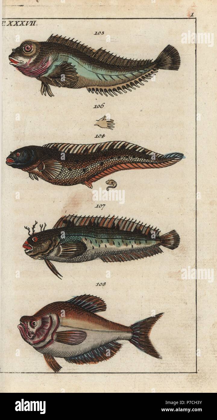 Viviparous blenny, Zoarces viviparus 104, shanny, Lipophrys pholis 105, tompot blenny, Parablennius gattorugine 107, and Indian humphead, Kurtus indicus 108. Handcolored copperplate engraving from Gottlieb Tobias Wilhelm's Encyclopedia of Natural History: Fish, Augsburg, 1804. Wilhelm (1758-1811) was a Bavarian clergyman and naturalist known as the German Buffon. Stock Photo