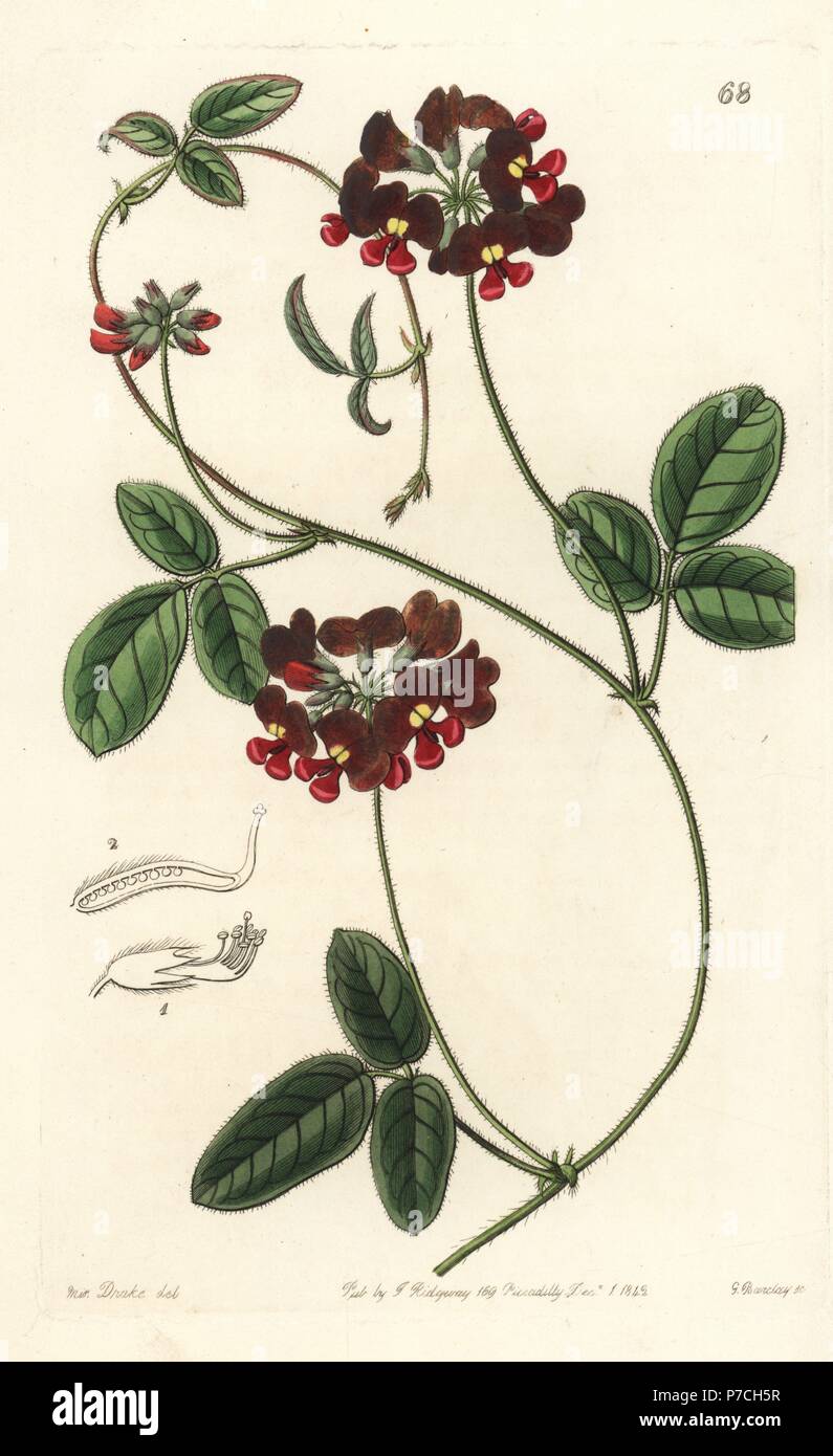 Villous zichya, Zichya villosa. Kennedya species? Handcoloured copperplate engraving by George Barclay after an illustration by Miss Sarah Drake from Edwards' Botanical Register, edited by John Lindley, London, Ridgeway, 1842. Stock Photo