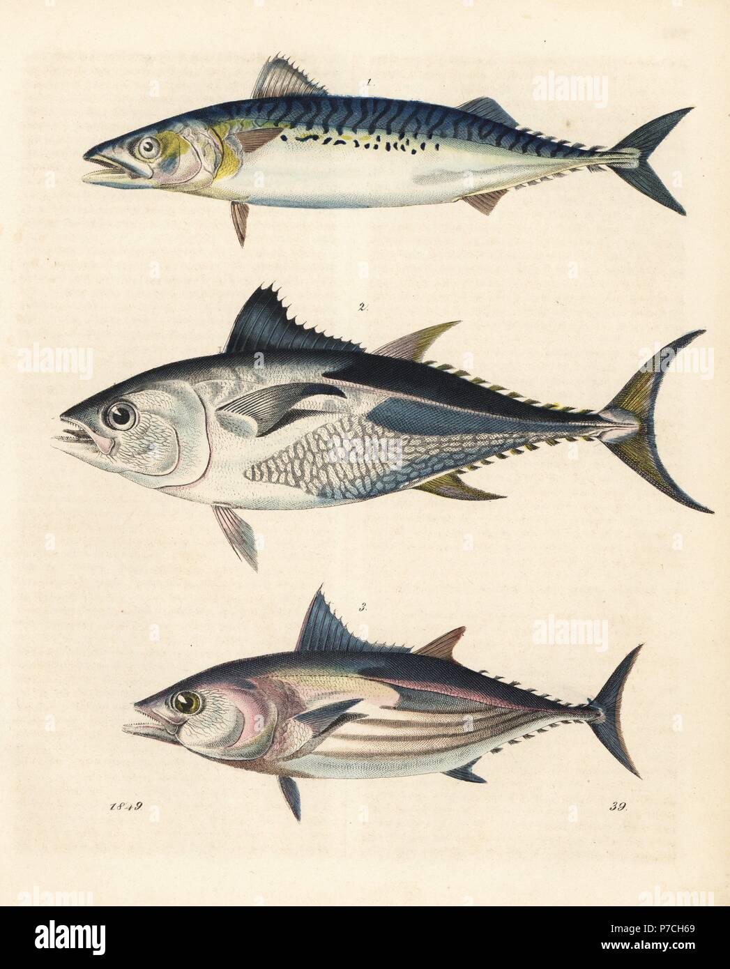 Skipjack tuna katsuwonus pelamis hires stock photography and images Alamy