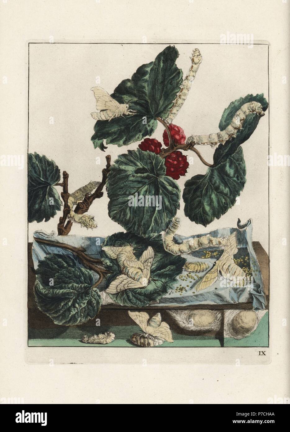 Silk moth and silkworm, Bombyx mori, on mulberry leaves, Morus alba. Handcoloured copperplate engraving drawn and etched by Jacob l'Admiral in Naauwkeurige Waarneemingen omtrent de veranderingen van veele Insekten (Accurate Descriptions of the Metamorphoses of Insects), J. Sluyter, Amsterdam, 1774. For this second edition, M. Houttuyn added another eight plates to the original 25. Stock Photo