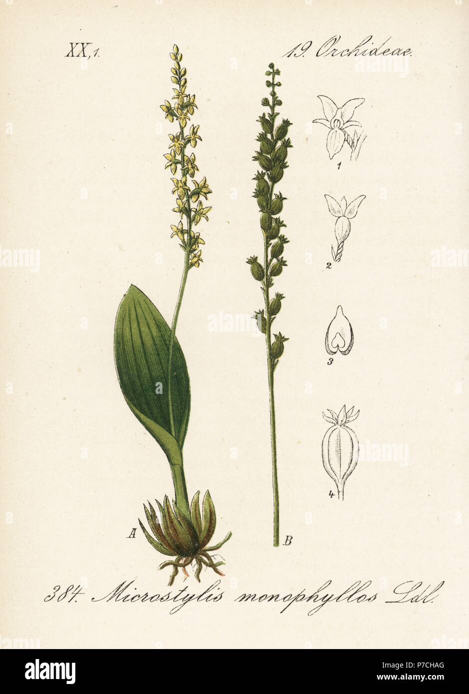 White adder's mouth orchid, Malaxis monophyllos (Microstylis monophyllos). Handcoloured lithograph from Diederich von Schlechtendal's German Flora (Flora von Deutschland), Jena, 1871. Stock Photo