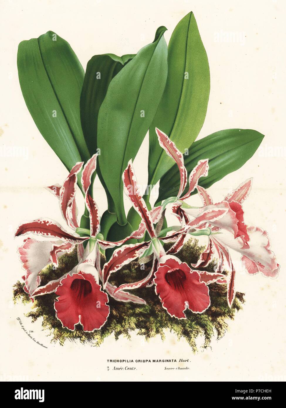 Rimmed trichopilia orchid, Trichopilia marginata (Trichopilia crispa marginata). Handcoloured lithograph from Louis van Houtte and Charles Lemaire's Flowers of the Gardens and Hothouses of Europe, Flore des Serres et des Jardins de l'Europe, Ghent, Belgium, 1870. Stock Photo