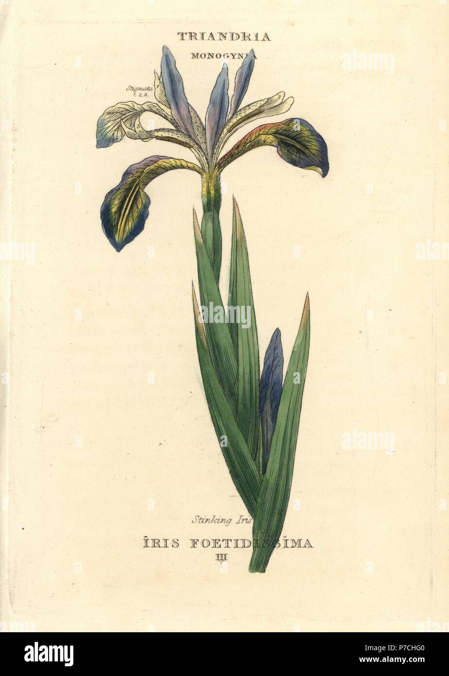 Stinking iris, Iris foetidissima. Handcoloured copperplate engraving ...