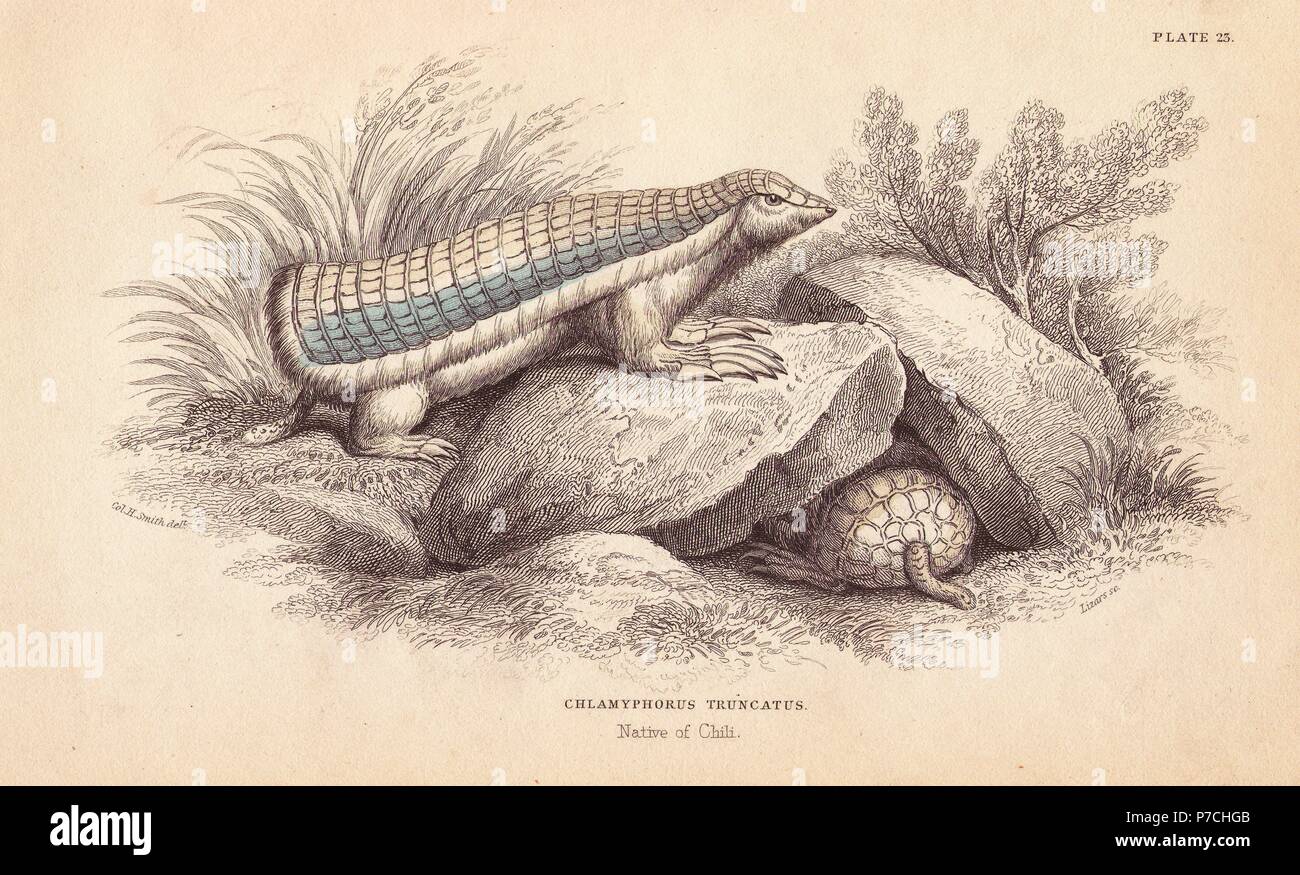 Pink fairy armadillo, Chlamyphorus truncates. Endangered. Handcoloured steel engraving by Lizars after an illustration by Charles Hamilton Smith from William Jardine's Naturalist's Library, Edinburgh, 1843. Stock Photo