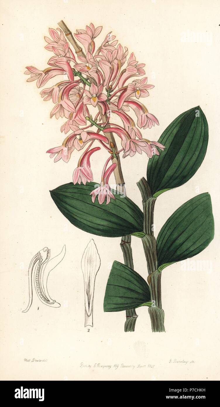Hasselt's dendrobium orchid, Dendrobium hasseltii (Kuhl's dendrobe, Dendrobium kuhlii). Handcoloured copperplate engraving by George Barclay after an illustration by Miss Sarah Drake from Edwards' Botanical Register, edited by John Lindley, London, Ridgeway, 1847. Stock Photo