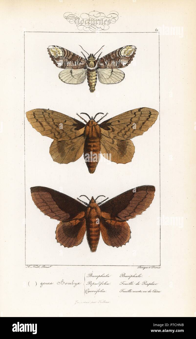 Buff-tip, Phalera bucephala, poplar lappet, Gastropacha populifolia, and lappet moth, Gastropacha quercifolia. Handcoloured steel engraving by the Pauquet brothers after an illustration by Alexis Nicolas Noel from Hippolyte Lucas' Natural History of European Butterflies, Histoire Naturelle des Lepidopteres d'Europe, 1864. Stock Photo