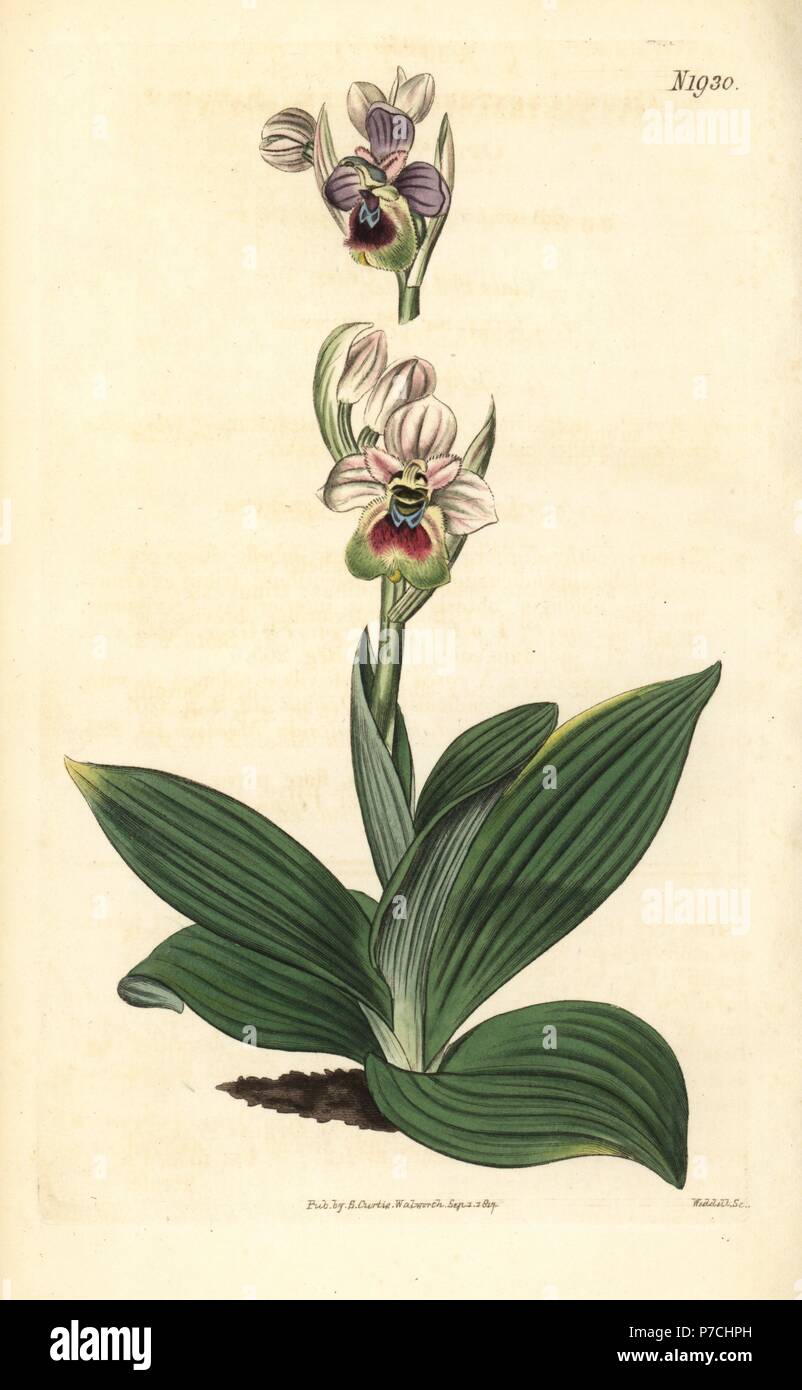 Saw-fly orchid, Ophrys tenthredinifera. Handcoloured botanical engraving from John Sims' Curtis's Botanical Magazine, Couchman, London, 1817. Stock Photo