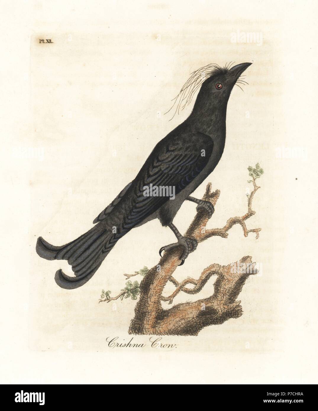 Hair-crested drongo, Dicrurus hottentottus (Crishna crow or Krishna rai). Handcoloured copperplate drawn and engraved by John Latham from his own A General History of Birds, Winchester, 1822 Stock Photo - Alamy Hair-crested drongo, Dicrurus hottentottus (Crishna crow or Krishna rai). Handcoloured copperplate drawn and engraved by John Latham from his own A General History of Birds, Winchester, 1822 Stock Photo - Alamy