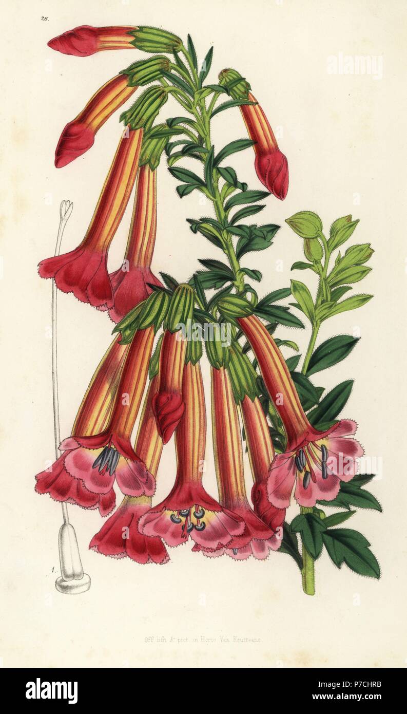 Qantuta flower, Cantua buxifolia (Cantua dependens). Handcoloured lithograph from Louis van Houtte and Charles Lemaire's Flowers of the Gardens and Hothouses of Europe, Flore des Serres et des Jardins de l'Europe, Ghent, Belgium, 1851. Stock Photo
