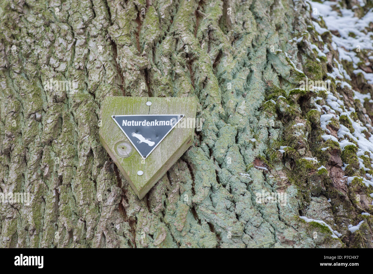 oak tree, natural landmark, schwaebisch hall, Hohenlohe region, Baden-Wuerttemberg, Heilbronn-Franconia, Germany Stock Photo