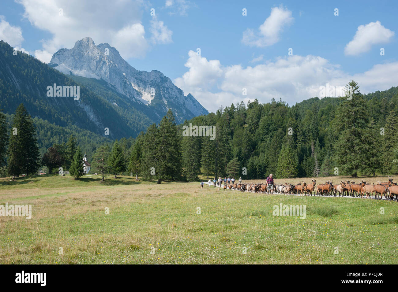 flock of goats, lautersee, mittenwald, wetterstein mountains, karwendel mountains, garmisch-partenkirchen, werdenfelser land, upper bavaria, alps, bavaria, Germany Stock Photo
