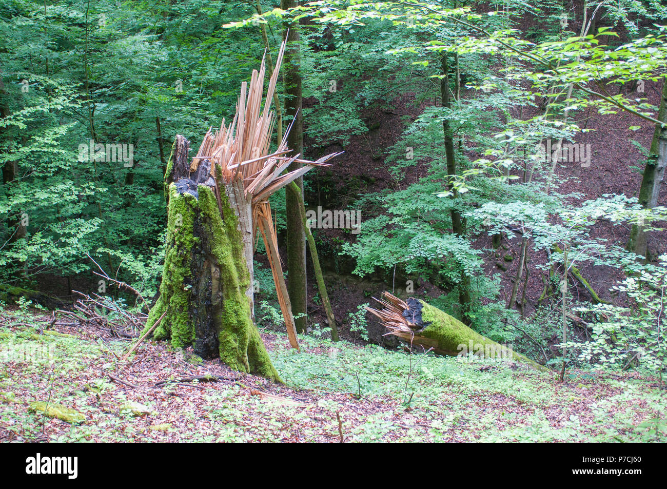 Lightning strike forest hi-res stock photography and images - Alamy
