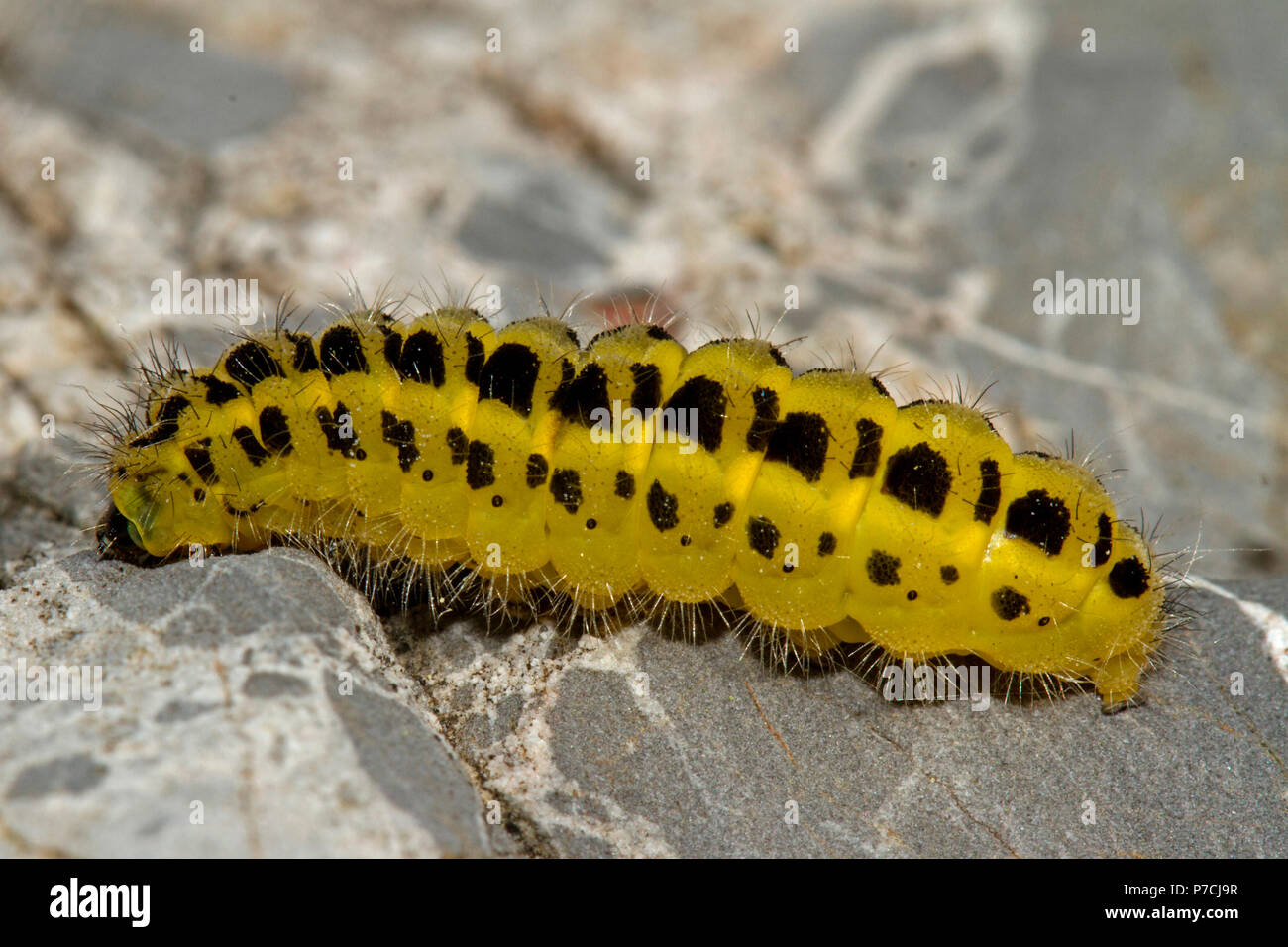 six-spot burnet, caterpillar, (Zygaena filipendulae) Stock Photo