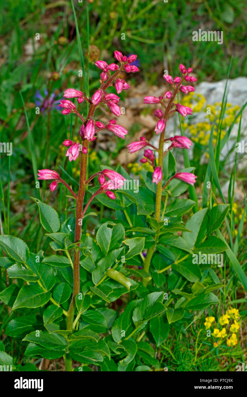burning bush, (Dictamnus albus) Stock Photo