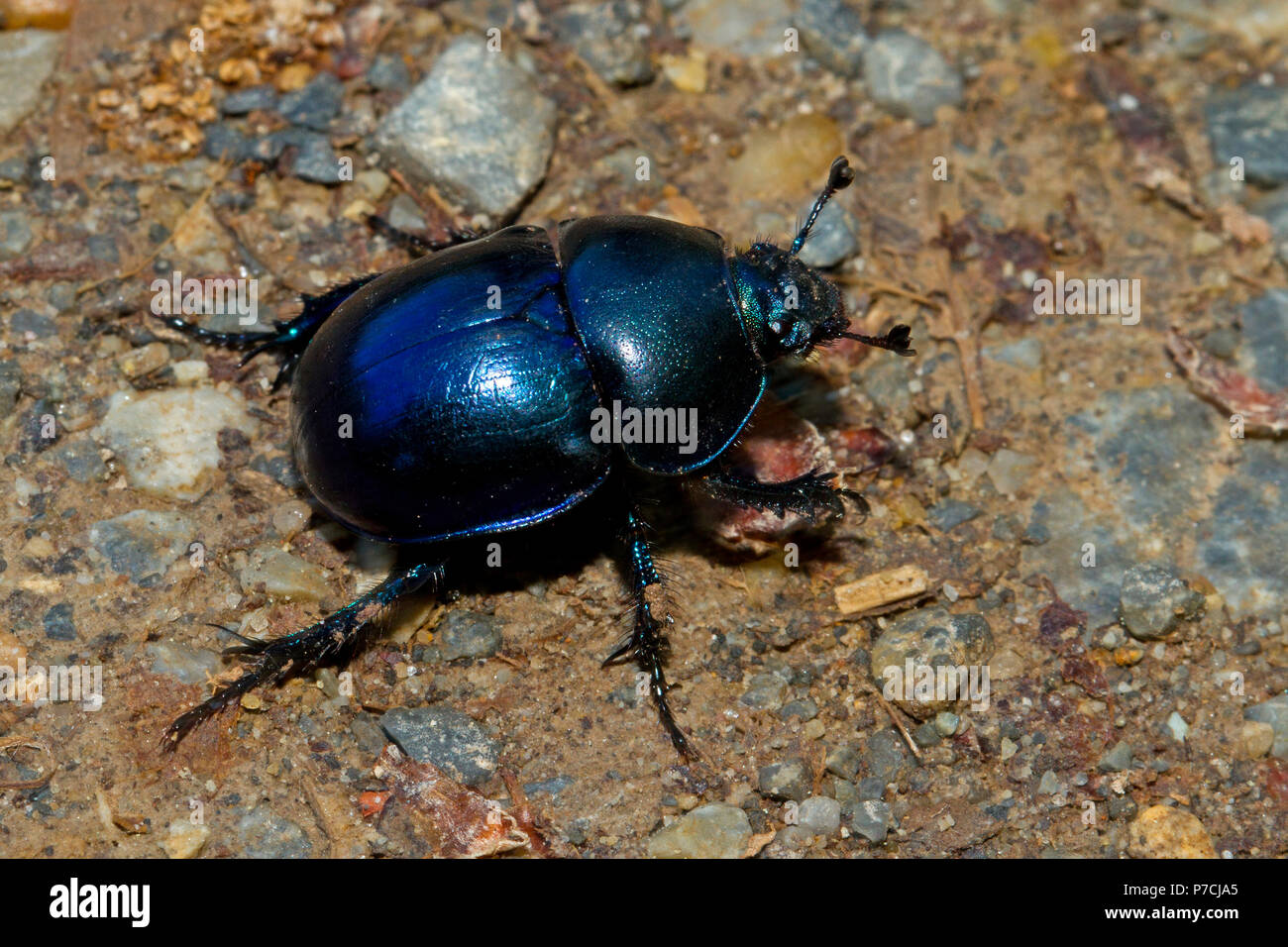 common dor beetle, (Geotrupes stercorarius) Stock Photo