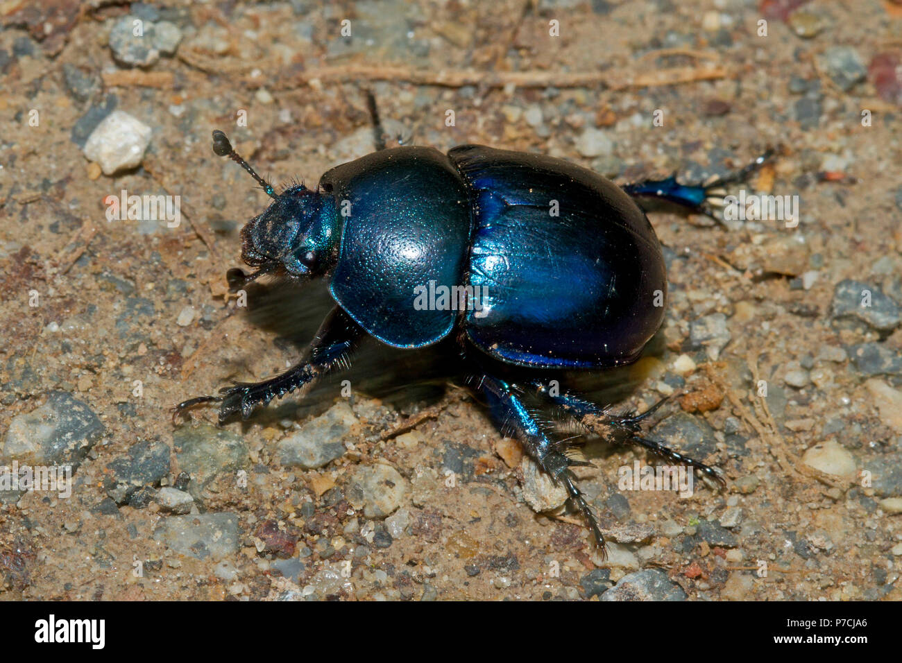 common dor beetle, (Geotrupes stercorarius) Stock Photo