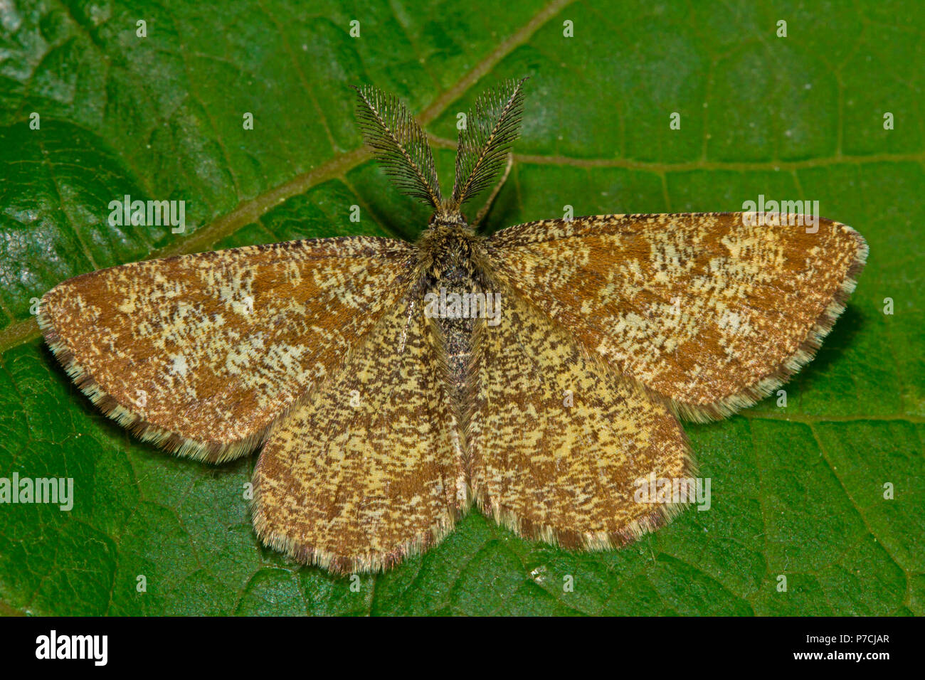 common heath, insects, male, (Ematurga atomaria) Stock Photo