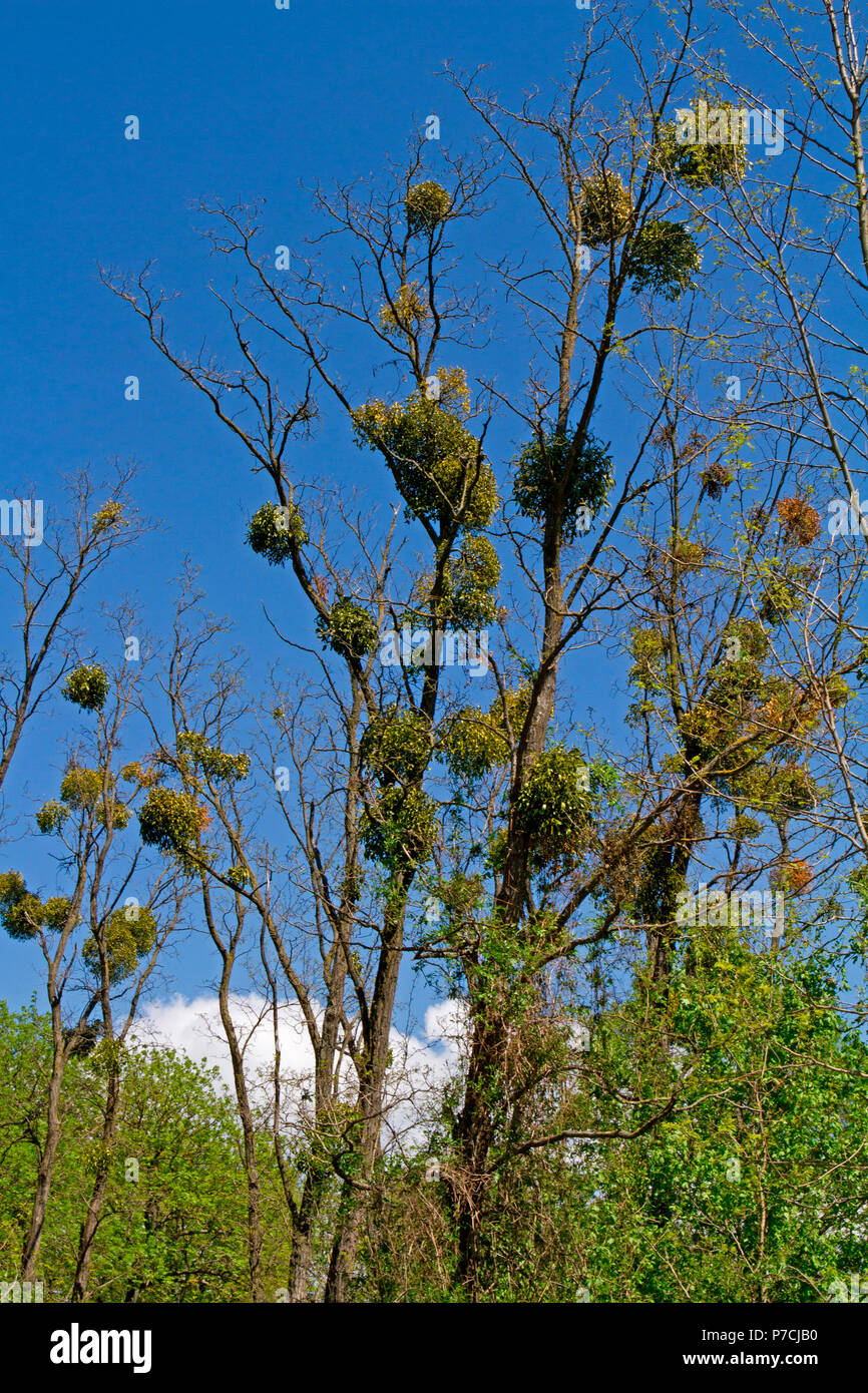 european mistletoe, common mistletoe,, (Viscum album) Stock Photo